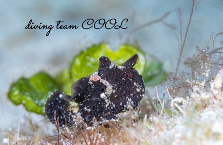 カエルアンコウの幼魚