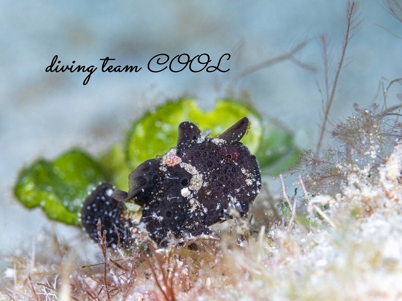 カエルアンコウの幼魚