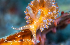 ワグシミノウミウシ