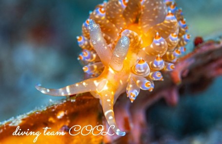 ワグシミノウミウシ