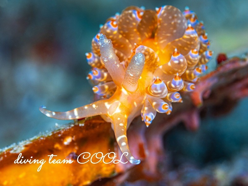 ワグシミノウミウシ