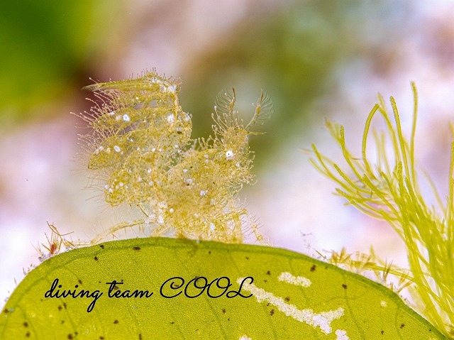 フィコカリス・シムランス