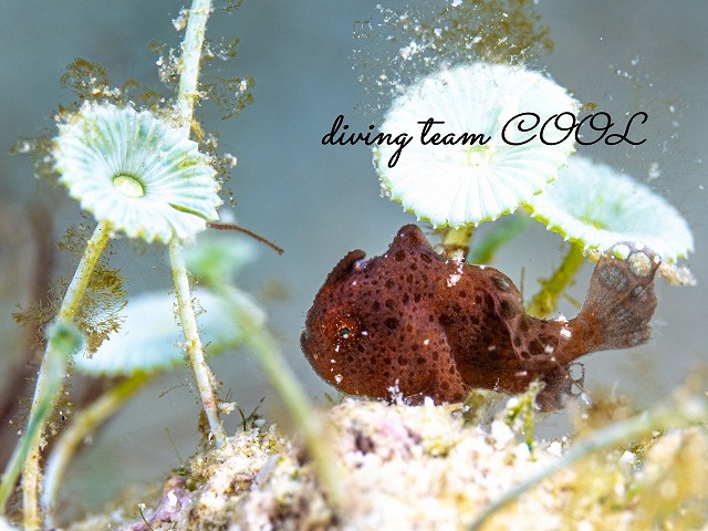 カエルアンコウの幼魚