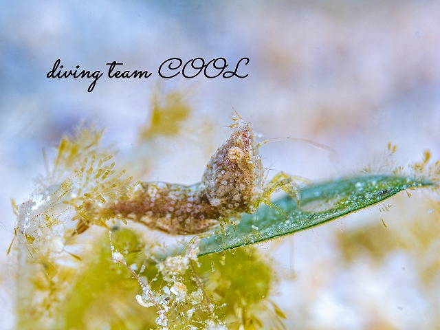 サシミシュリンプ