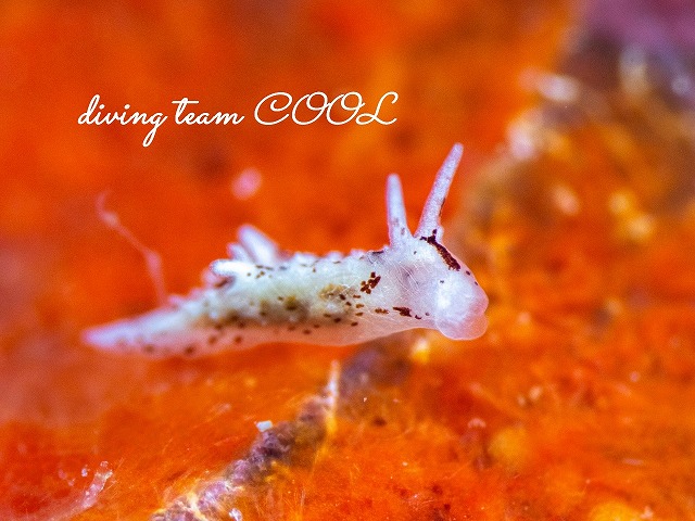 マーフィドーリス・プンクティキュラータ