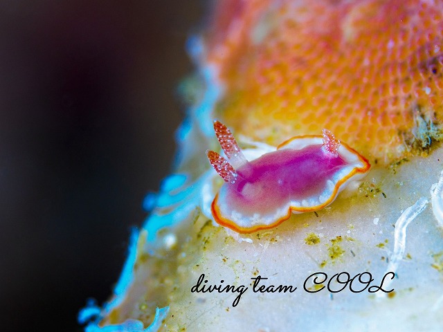 ウスクレナイウミウシ