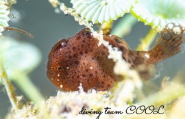 カエルアンコウの幼魚