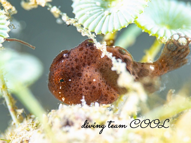 カエルアンコウの幼魚