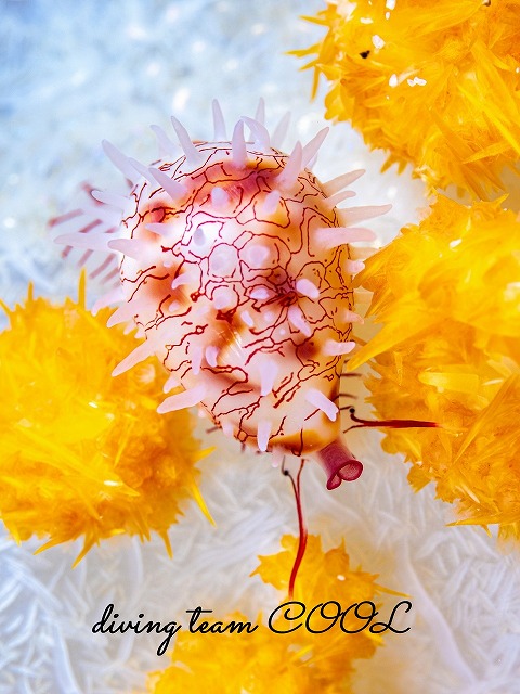 シロオビコダマウサギガイ