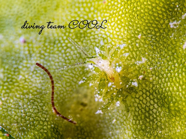 ハダカモウミウシ科の仲間