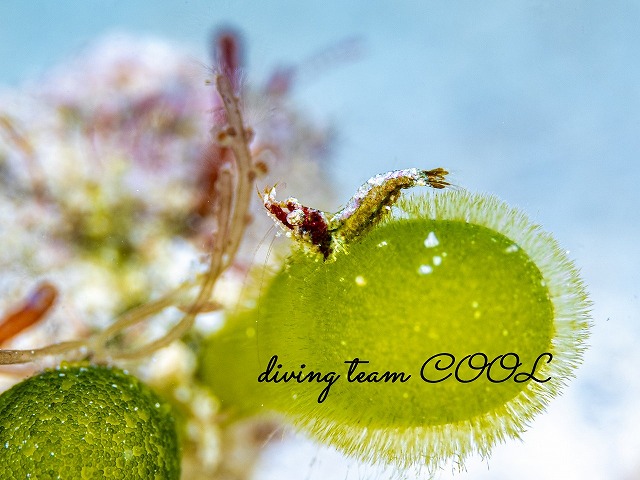 サシミシュリンプ