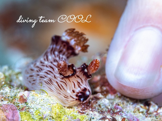 ブッシュドノエルウミウシ