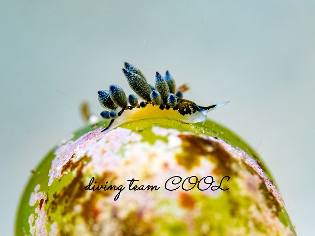 エルコラニア・エンドフィトファガ