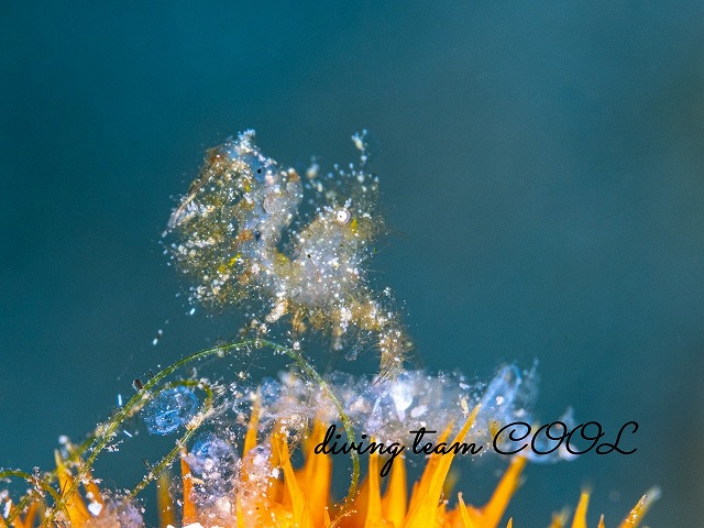 フィコカリス・シムランス