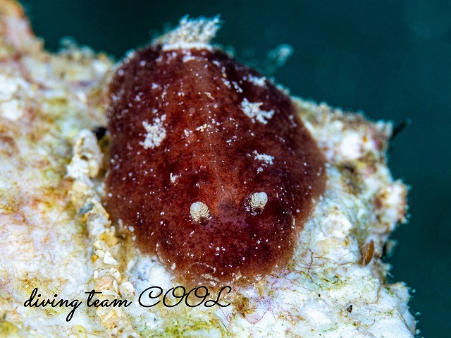 アヴァルデシア属の仲間