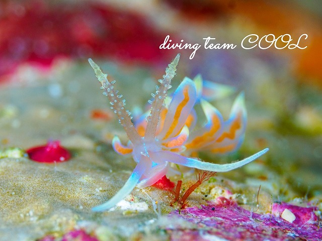 バラトゲミノウミウシ