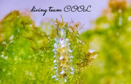 ハダカモウミウシ科の仲間