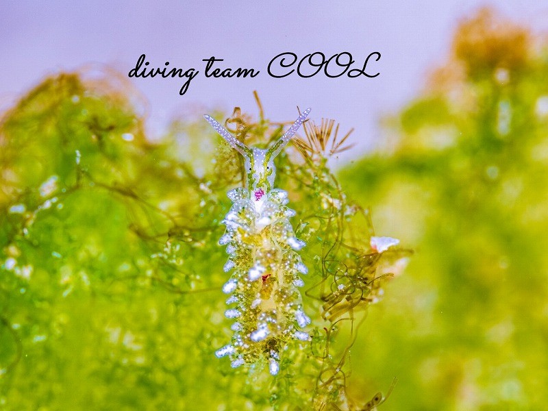 ハダカモウミウシ科の仲間