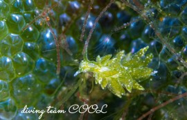 アリモウミウシ属の一種7