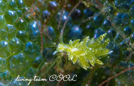 アリモウミウシ属の一種7