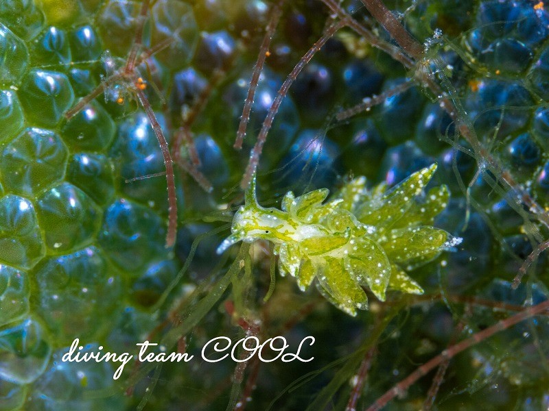 アリモウミウシ属の一種7