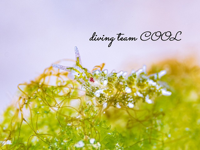 ハダカモウミウシ科の仲間