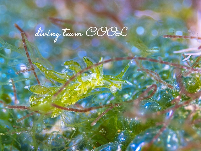 アリモウミウシ属の一種7