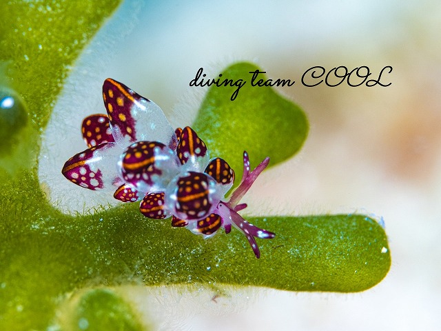 カノコウロコウミウシ