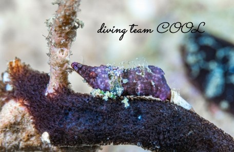 ラトレウテス・ビコルニス