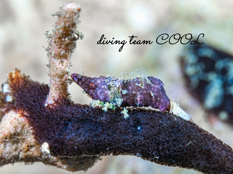 ラトレウテス・ビコルニス