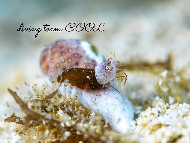 サシミシュリンプ