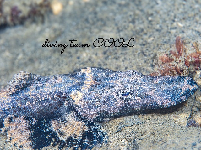 エンマゴチの幼魚