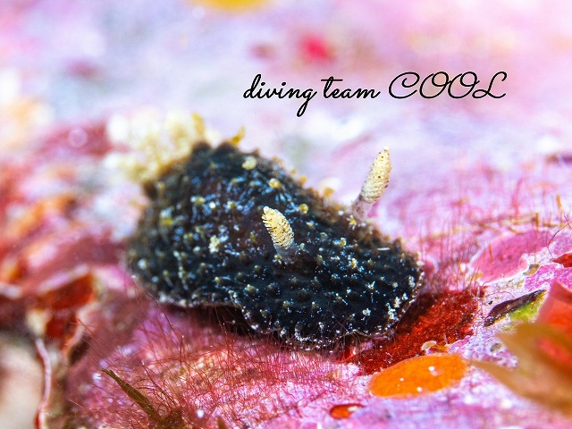 セナヒダウミウシ