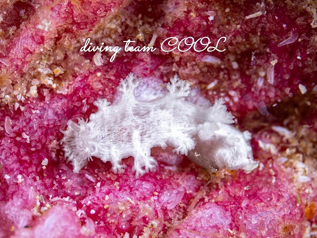 シロハナガサウミウシ