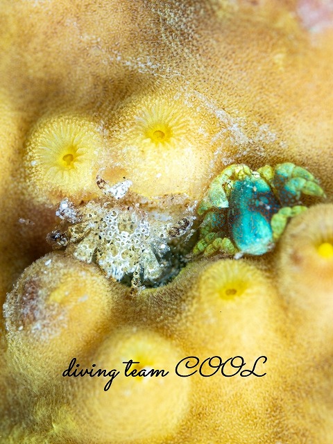 アシビロサンゴヤドリガニ