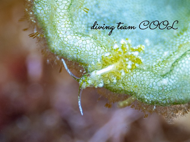 ハダカモウミウシ科の仲間