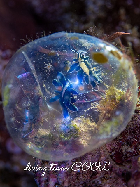 エルコラニア・エンドフィトファガ