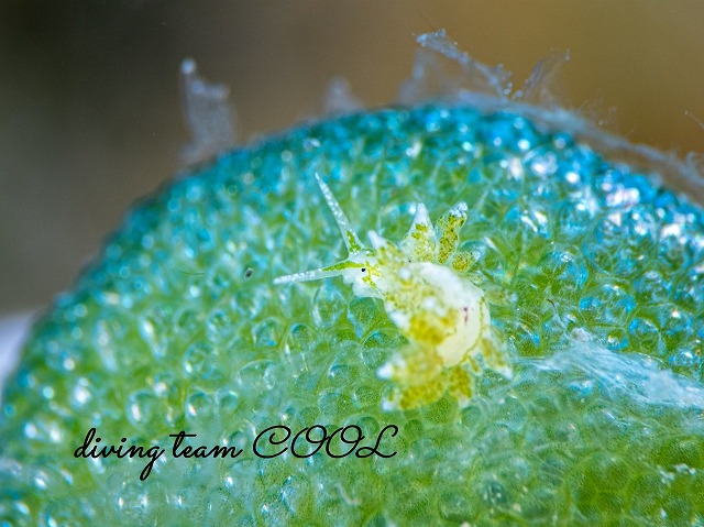 ハダカモウミウシ科の仲間