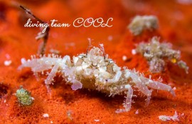 ヒメキンチャクガニ