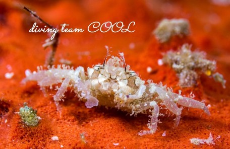 ヒメキンチャクガニ