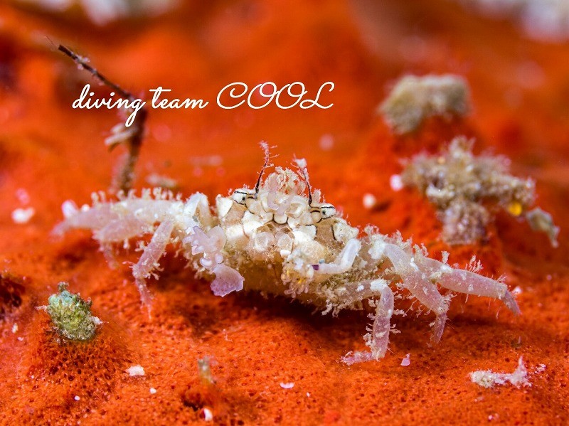 ヒメキンチャクガニ