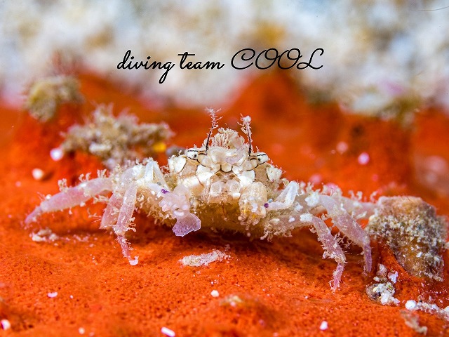 ヒメキンチャクガニ