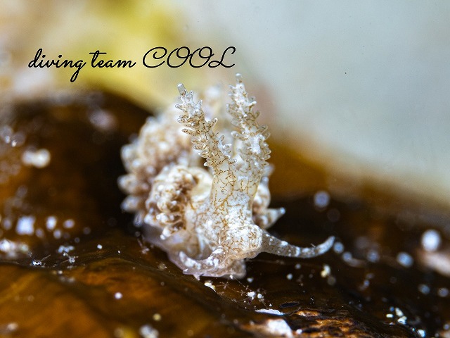 ヤマトワグシウミウシ