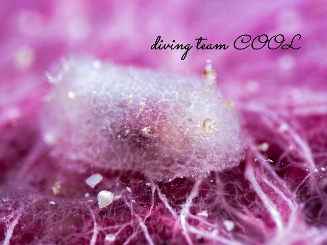 ツヅレウミウシ科の一種13