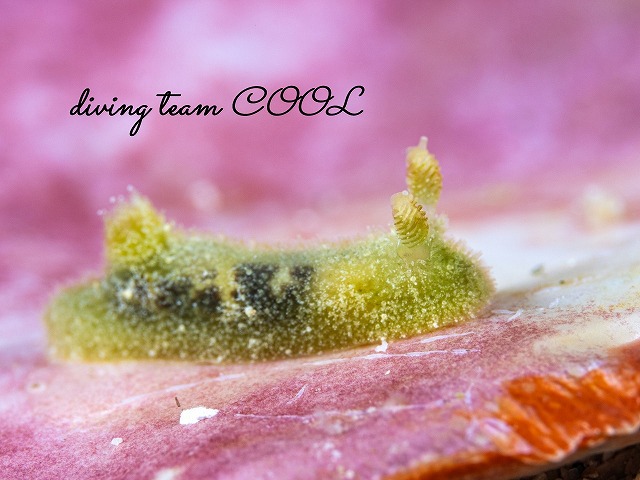 ビロウドウミウシ属の一種3