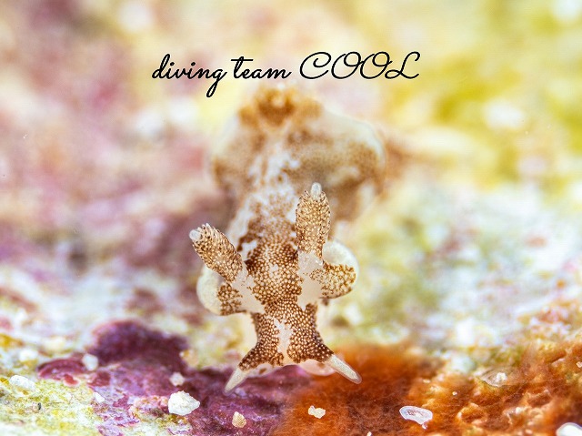 トラパニア・カマゴン