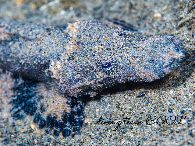 エンマゴチの幼魚