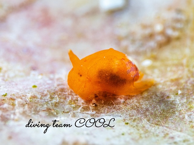 クコノミウミコチョウ