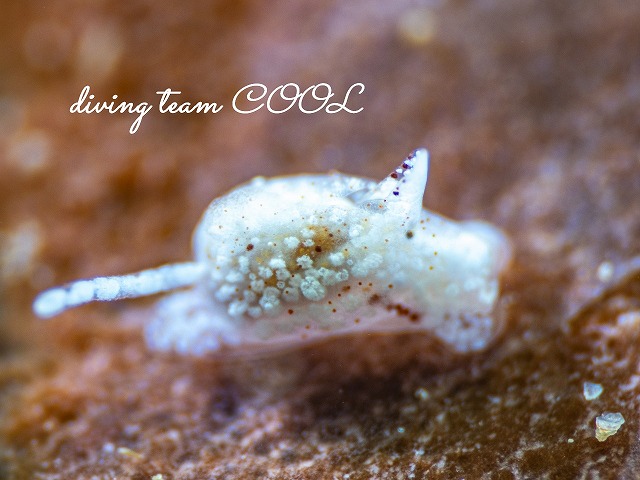 ヤマトウミコチョウ属の一種