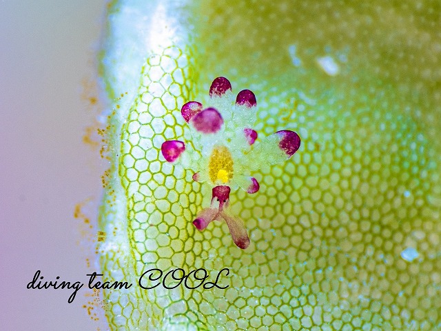 カノコウロコウミウシ